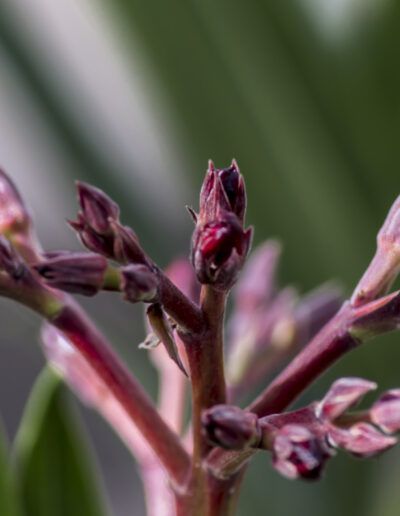 capullos, brotes, floración, primavera, naturaleza, macro, detalle, botánica, planta, crecimiento, renacimiento, jardín, flor, rosa, púrpura, ramas, vida, delicadeza, fondo desenfocado, bokeh, flora, desarrollo, natural, textura, composición artística