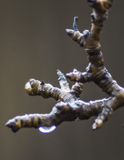 rama, lluvia, gotas de agua, rocío, naturaleza, macro, detalle, invierno, humedad, agua, minimalismo, serenidad, textura, corteza, paisaje natural, fondo desenfocado, calma, atmósfera, fotografía artística, bosque, silencio, delicadeza, reflexión, tranquilidad, lluvia reciente