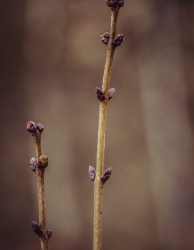 brotes, capullos, primavera, naturaleza, rama, crecimiento, renacimiento, macro, detalle, botánica, planta, floración, vida, desarrollo, violeta, minimalismo, fondo desenfocado, textura, delicadeza, jardín, natural, composición artística, renovación, estación