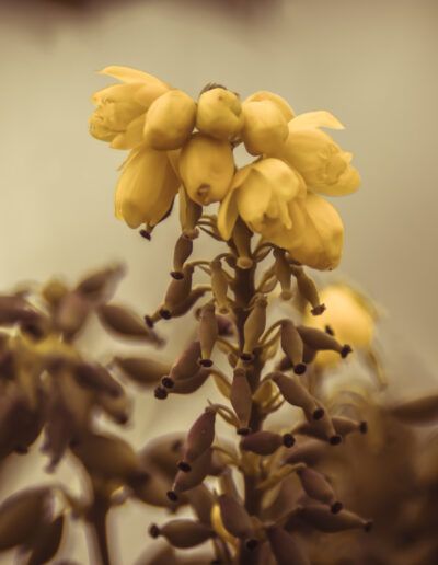 flores amarillas, floración, primavera, naturaleza, macro, floral, pétalos, amarillo, botánica, jardín, detalle, belleza natural, tonos cálidos, bokeh, planta ornamental, delicadeza, composición artística, crecimiento, capullos, luz suave, naturaleza viva, flores silvestres