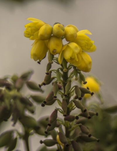 flores amarillas, naturaleza, primavera, macro, floral, pétalos, botánica, jardín, capullos, floración, detalle, planta ornamental, verde, amarillo, frescura, belleza natural, fondo desenfocado, bokeh, crecimiento, vida, flora, delicadeza, natural, campo, jardín botánico