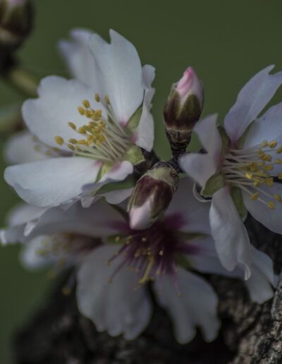 almendro, floración, flores blancas, primavera, naturaleza, macro, pétalos, brotes, árbol, tronco, jardín, floral, delicado, polen, rama
