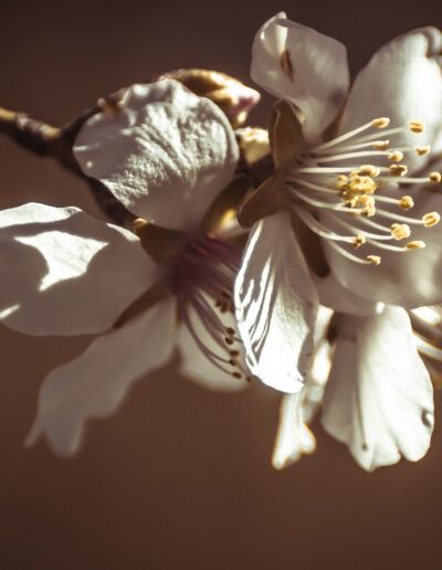 almendro, flor, primavera, pétalos, macrofotografía, naturaleza, luz cálida, estambres, floral, blanco, delicadeza, jardín, rama, floración, detalle