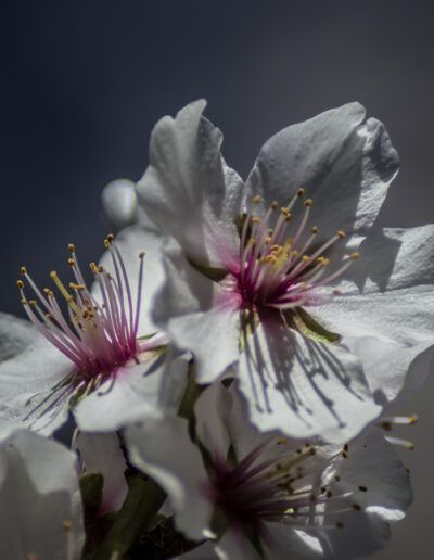 almendro, flores blancas, primavera, floración, macro, pétalos, naturaleza, azul, fondo desenfocado, estambres, floral, jardín, árbol, delicado, brotes