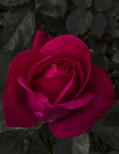 rosa roja, flor, jardín, pétalos, romanticismo, naturaleza, rojo intenso, belleza, floral, amor, planta, primavera, detalle, elegante, rosa