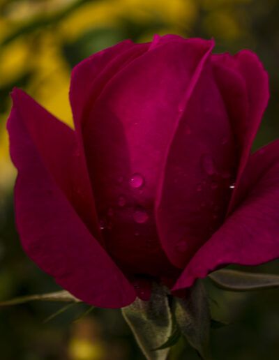 rosa, capullo, gotas de agua, rocío, rojo, naturaleza, jardín, macro, pétalos, floral, primavera, belleza, delicado, flor, fondo desenfocado