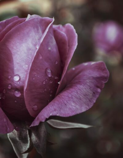 rosa malva, capullo, gotas, rocío, flor, naturaleza, macro, pétalos, floral, jardín, delicado, elegante, belleza, primavera, romanticismo