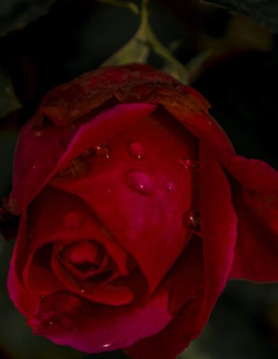 rosa roja, lluvia, gotas de agua, flor, naturaleza, jardín, pétalos, macro, rojo, belleza, floral, humedad, romántico, detalle, planta