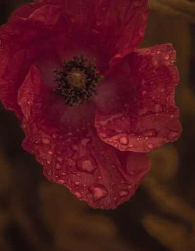 amapola, flor silvestre, gotas de agua, pétalos, naturaleza, primavera, floral, rosa, campo, macro, lluvia, delicadeza, detalle, belleza, planta