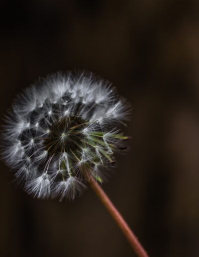 diente de león, semillas, plumón, naturaleza, macro, silvestre, planta, delicado, dispersión, viento, campo, detalle, blanco, minimalista, botánica