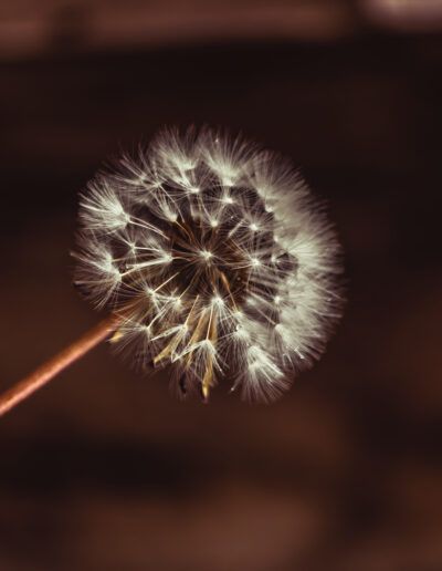 diente de león, semillas, naturaleza, macro, plumón, luz cálida, silvestre, botánica, detalle, delicado, campo, planta, fondo desenfocado, minimalismo, belleza