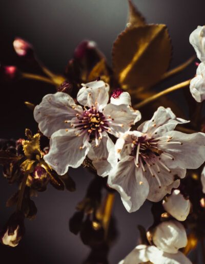cerezo, floración, flores blancas, primavera, pétalos, brotes, naturaleza, rama, floral, árbol, jardín, macro, delicado, estambres, belleza
