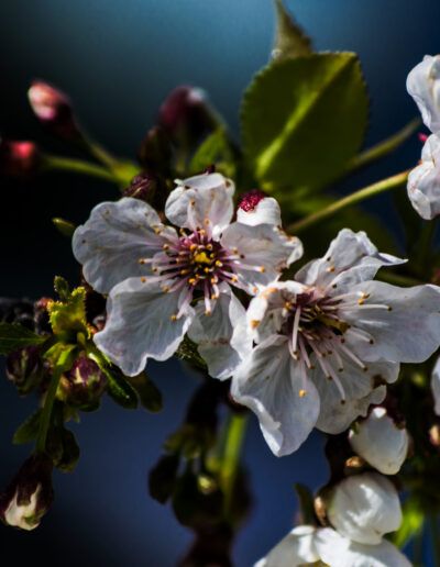 flores de cerezo, cerezo, flor blanca, primavera, floración, naturaleza, pétalos, fondo azul, rama florida, árbol, jardín, floral, contraste, belleza natural, macro
