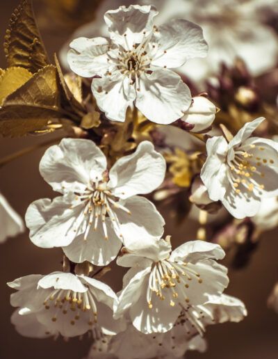 flores blancas, cerezo en flor, primavera, floración, rama, pétalos, naturaleza, árbol ornamental, estambres, jardín, botánica, floral, detalle, macrofotografía, belleza