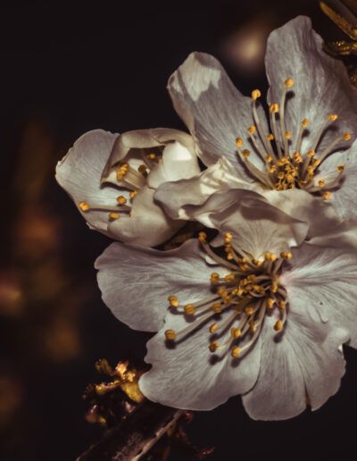 flor blanca, flores de cerezo, macro, naturaleza, pétalos, estambres, fondo oscuro, iluminación dramática, primavera, floración, detalle floral, elegancia, botánica, rama, belleza natural