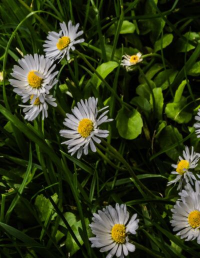 margaritas, flores silvestres, pradera, césped, naturaleza, flores blancas, primavera, campo, vegetación, floral, jardín, amarillo, verde, crecimiento, luz natural
