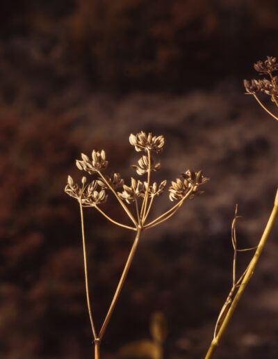 planta seca, semillas, tallos, naturaleza, otoño, textura, silueta vegetal, minimalismo, botánica, campo, tonos cálidos, detalle, macro, fondo desenfocado, composición natural