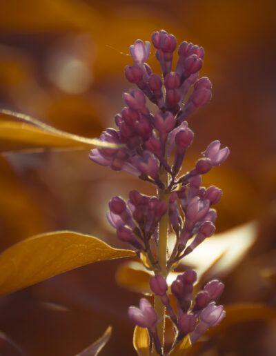 lila, capullos, floración, primavera, púrpura, naturaleza, macro, floral, jardín, contraluz, delicadeza, planta ornamental, brotes, bokeh, detalle