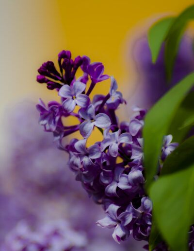 lila común, flores lilas, primavera, floración, naturaleza, púrpura, jardín, flores aromáticas, arbusto ornamental, floral, hojas verdes, macro, detalle, bokeh, belleza natural