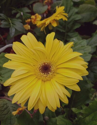 gerbera amarilla, flor amarilla, gerbera, jardín, naturaleza, pétalos, floral, primavera, macro, planta ornamental, color amarillo, belleza, detalle, hojas verdes, floración