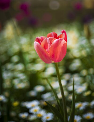 tulipán rosa, tulipán, flor, primavera, jardín, pétalos, floral, naturaleza, rosa, fondo desenfocado, bokeh, elegancia, belleza, planta ornamental, colorido