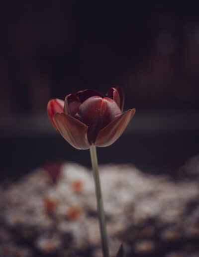 tulipán oscuro, tulipán burdeos, flor, naturaleza, minimalismo, pétalos, floral, elegancia, fondo desenfocado, arte floral, jardín, primavera, belleza, contraste, macro