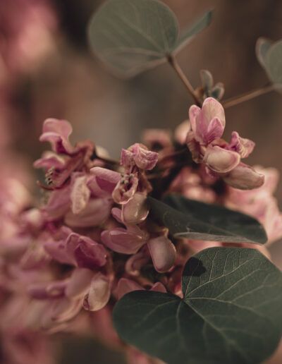 flores rosadas, árbol ornamental, primavera, floración, hojas redondeadas, naturaleza, macro, bokeh, floral, tonos pastel, jardín, detalle, delicadeza, rama, botánica