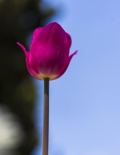 tulipán magenta, tulipán rosa, flor, naturaleza, primavera, pétalos, floral, jardín, macro, fondo azul, elegancia, belleza, planta ornamental, color vibrante, detalle