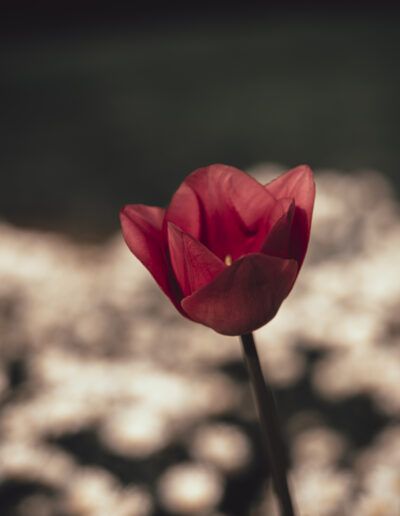 tulipán rojo, flor roja, primavera, minimalismo, bokeh, jardín, naturaleza, floral, contraste, elegancia, macro, flor única, color intenso, composición, belleza natural
