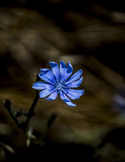 flor azul, achicoria, naturaleza, macro, contraste, fondo oscuro, flor silvestre, azul intenso, botánica, detalle, primavera, campo, floral, minimalismo, belleza natural