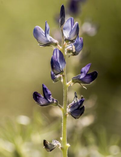 flor violeta, lupino, espiga floral, naturaleza, primavera, macro, detalle, púrpura, botánica, floral, campo, planta silvestre, delicadeza, fondo desenfocado, crecimiento