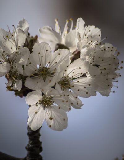 flores blancas, floración, primavera, cerezo, ciruelo, almendro, naturaleza, macro, rama, floral, pétalos, jardín, botánica, detalle, bokeh
