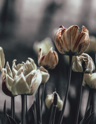 tulipanes, flores marchitas, decadencia, envejecimiento, naturaleza, floral, jardín, primavera, textura, melancolía, ciclo de vida, botánica, composición artística, tonos suaves, detalle