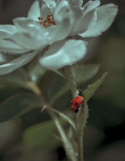 mariquita, rosa blanca, insecto, naturaleza, macro, jardín, flor, fauna, detalle, rojo y blanco, primavera, botánica, belleza natural, polinizador, vida silvestre