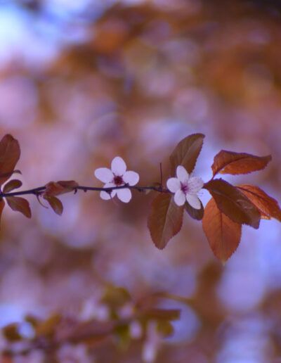 flores blancas, hojas rojizas, primavera, rama floral, naturaleza, bokeh, árbol ornamental, floral, delicadeza, botánica, jardín, tonos pastel, composición minimalista, detalle, luz suave