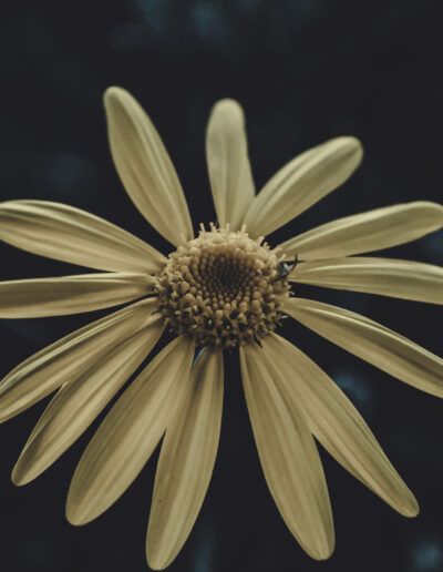 daisy, flower, bloom, blossom, macro, close up, floral, botanical, nature, white flower, petals, flower center, selective focus, bokeh, dark background, moody, artistic, fine art, elegant, minimalism, simplicity, natural beauty, flora, plant, wildflower, organic, texture, detail, macro photography, soft light, dreamy, serene, calm, harmony, composition, botanical art, floral art, outdoors, garden, spring, summer, delicate, natural, aesthetic, creative, timeless, peaceful, subtle, atmospheric, closeup