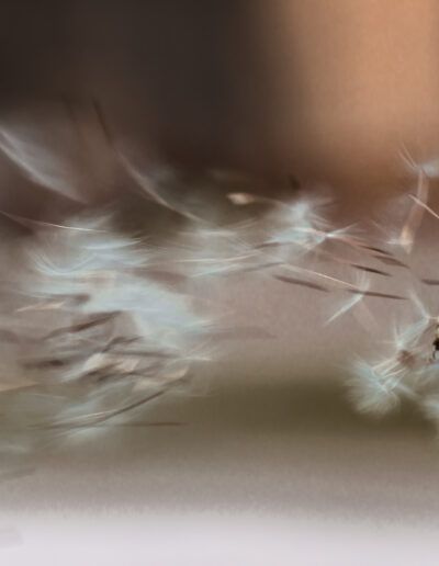 dandelion, seed, seeds, blowing, wind, flight, floating, macro, close up, nature, delicate, fragile, soft, airy, motion, movement, dispersal, botanical, plant, wildflower, abstract, dreamy, bokeh, minimalism, natural, environment, spring, summer, light, freedom, hope, serenity, calm, texture, detail, outdoors, organic, white, brown, artistic, fine art, poetic, elegant, gentle, macro photography, selective focus, seedhead, ecosystem, drifting, tranquil