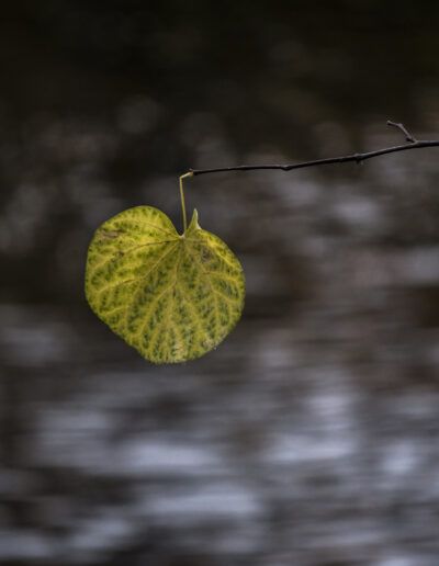 leaf, hanging leaf, autumn leaf, branch, nature, minimalism, minimalist, reflection, water, calm, serenity, peaceful, botanical, plant, seasonal, autumn, fall, environment, natural, outdoors, organic, texture, detail, selective focus, bokeh, artistic, fine art, landscape detail, woodland, ecology, simplicity, balance, tranquil, moody, natural light, foliage, delicate, stillness, contemplative, scenic, soft tones, atmospheric, wild nature, forest, branch detail, ecological, poetic, harmony, subtle, seasonal change