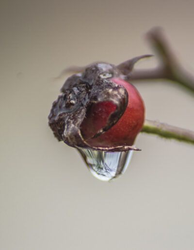 water droplet, droplet, berry, red berry, macro, macro photography, close up, nature, botanical, plant, moisture, rain, dew, reflection, freshness, detail, texture, natural, organic, delicate, fragile, autumn, woodland, branch, seed, fruit, selective focus, bokeh, minimalism, fine art, artistic, outdoor, purity, transparent, sparkle, micro, ecosystem, flora, beauty, elegant, soft, natural light, tiny, closeup detail, wild plant, environmental, calm, serene, abstract nature, raindrop
