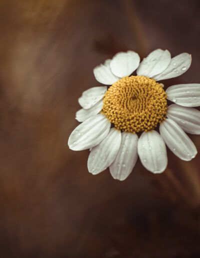 daisy, flower, bloom, blossom, water droplets, raindrops, floral, macro, close up, botanical, nature, petals, yellow center, white flower, fresh, freshness, rain, moisture, delicate, elegant, artistic, fine art, dreamy, soft focus, bokeh, warm background, floral art, botanical art, natural beauty, spring, summer, garden, wildflower, organic, selective focus, texture, detail, peaceful, serene, calm, romantic, gentle, natural light, flora, composition, decorative, aesthetic, blooming, countryside, tranquil