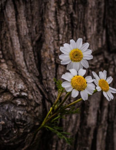 daisies, daisy, flower group, flowers, tree bark, bark texture, trunk, floral, botanical, nature, wildflower, bloom, blossom, white petals, yellow center, contrast, texture, rustic, woodland, forest, flora, plant, organic, natural beauty, close up, selective focus, artistic, fine art, composition, harmony, garden, countryside, outdoor, spring, summer, ecology, environmental, delicate, strength, botanical art, floral art, natural light, peaceful, serene, detailed, rustic nature, aesthetic, growth, natural contrast, macro style