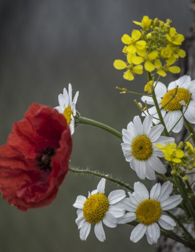 poppy, red poppy, daisies, daisy, yellow flowers, wildflowers, floral composition, flower arrangement, bloom, blossom, botanical, nature, colorful, vibrant, contrast, red flower, white petals, yellow blooms, countryside, meadow, spring, summer, flora, plant, artistic, fine art, natural beauty, harmony, balance, selective focus, soft background, organic, garden, outdoor, floral art, botanical art, romantic, elegant, fresh, ecology, natural light, decorative, scenic, wild nature, vivid colors, composition, peaceful, blooming, aesthetic, environmental