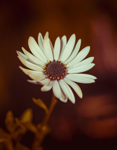 african daisy, osteospermum, daisy, flower, bloom, blossom, floral, botanical, nature, white petals, flower center, macro, close up, selective focus, bokeh, warm background, elegant, delicate, artistic, fine art, natural beauty, flora, plant, garden flower, ornamental plant, spring, summer, vibrant, soft light, dreamy, peaceful, serene, composition, floral art, botanical art, outdoors, organic, aesthetic, texture, detail, natural light, freshness, harmony, blooming, decorative, romantic, subtle, colorful, macro photography, tranquil