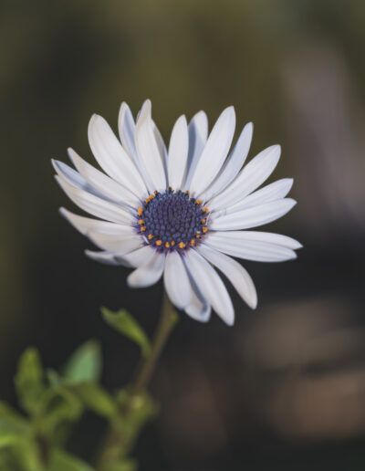 osteospermum, african daisy, daisy, flower, bloom, blossom, botanical, floral, nature, white flower, petals, blue center, macro, close up, selective focus, bokeh, minimalism, minimalist, elegance, delicate, artistic, fine art, natural beauty, flora, garden, ornamental, spring, summer, soft colors, peaceful, serene, harmony, composition, botanical art, floral art, outdoors, organic, plant, texture, detail, natural light, dreamy, aesthetic, tranquil, fresh, blooming, simplicity, calm, macro photography, decorative, gentle