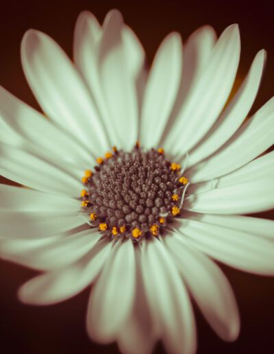 macro flower, african daisy, osteospermum, daisy, flower center, floral detail, macro photography, close up, petals, stamens, pollen, botanical, floral, nature, texture, pattern, abstract nature, abstract floral, selective focus, artistic, fine art, natural beauty, bloom, blossom, flora, plant, detail, symmetry, organic, decorative, elegant, aesthetic, dreamy, soft focus, vibrant, natural light, botanical art, floral art, macro texture, garden flower, spring, summer, creative, composition, colorful, delicate, natural pattern, closeup, botanical detail, harmony