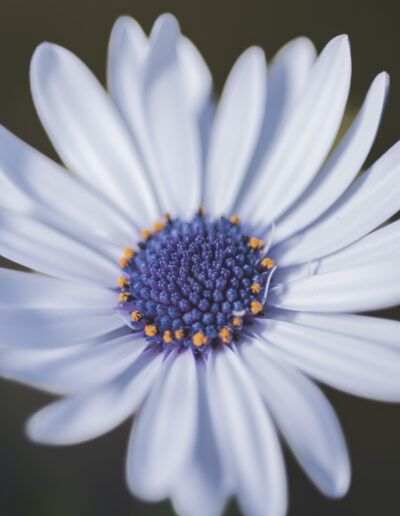african daisy, osteospermum, daisy, flower, bloom, blossom, close up, macro, floral, botanical, nature, white petals, blue center, flower detail, selective focus, bokeh, elegance, delicate, artistic, fine art, natural beauty, flora, plant, garden flower, ornamental, spring, summer, soft light, dreamy, peaceful, serene, composition, floral art, botanical art, outdoors, organic, texture, detail, aesthetic, vibrant, fresh, blooming, harmony, decorative, natural light, macro photography, romantic, calm, gentle, colorful