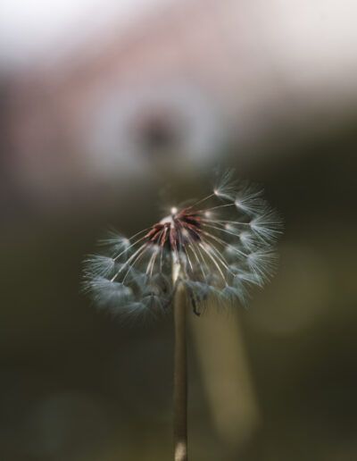 dandelion, dandelion seeds, seed head, seeds, macro, close up, nature, botanical, flora, plant, delicate, fragile, softness, ethereal, dreamy, minimalism, minimalist, selective focus, bokeh, natural beauty, freedom, floating seeds, dispersal, wind, poetic, serene, peaceful, calm, artistic, fine art, symbolism, passage of time, renewal, growth, organic, outdoors, texture, detail, macro photography, atmospheric, elegance, simplicity, natural light, contemplation, gentle, aesthetic, botanical art, floral detail, soft focus, tranquility