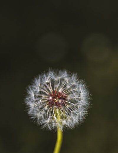 dandelion, dandelion seed head, seed head, seeds, macro, close up, nature, botanical, flora, plant, delicate, fragile, softness, selective focus, bokeh, natural beauty, symmetry, pattern, organic, wildflower, meadow, spring, summer, outdoors, fine art, artistic, minimalism, minimalist, dreamy, serene, peaceful, calm, texture, detail, natural light, floral, botanical art, macro photography, environment, ecology, growth, life cycle, freshness, gentle, aesthetic, tranquil, elegance, seed dispersal, soft focus, green background