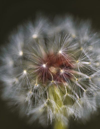 dandelion, dandelion seeds, macro, macro photography, close up, seed, seed dispersal, pappus, botanical, flora, nature, plant, delicate, fragile, texture, detail, fine art, artistic, abstract nature, abstract, selective focus, bokeh, dreamy, ethereal, natural beauty, organic, soft light, symmetry, pattern, ecology, environment, growth, renewal, life cycle, outdoors, wildflower, serenity, peaceful, calm, elegance, minimalist, botanical art, floral detail, freshness, gentle, intricate, natural design, soft focus, airy, contemplation