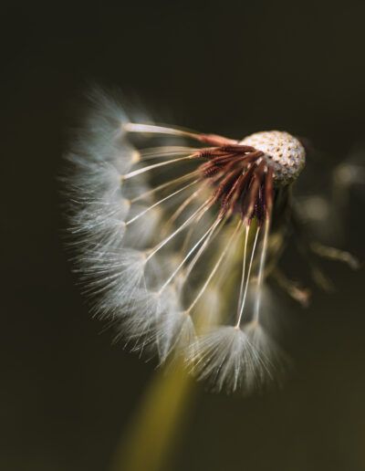 dandelion, seed head, dandelion seeds, macro, close up, botanical, nature, flora, plant, seed dispersal, wind, fragility, delicate, softness, selective focus, bokeh, natural beauty, organic, wildflower, macro photography, artistic, fine art, minimalism, minimalist, dreamy, ethereal, movement, life cycle, renewal, growth, texture, detail, outdoors, ecology, environment, serenity, peaceful, calm, elegance, soft light, botanical art, floral detail, aesthetic, natural design, simplicity, contemplation, gentle, seasonal, fading, transition